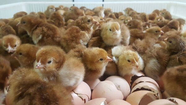 Happy was the housewife who made the trip to Aclare to pick up her dozen of day-old Rhode Island Red chicks. Happy was the housewife who made the trip to Aclare to pick up her dozen of day-old Rhode Island Red chicks.