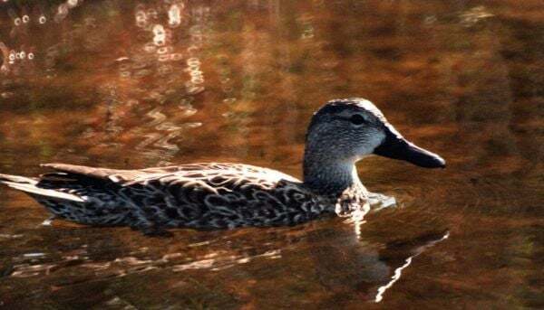 Decision to ban hunting of four types of migratory ducks challenged in High Court - Homepage - Vimarsana News