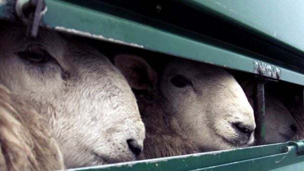 Livestock export ban makes progress despite Northern Ireland 'loophole' fear - Homepage - Vimarsana News