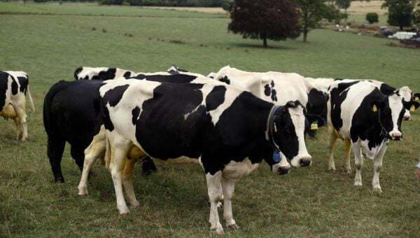 'Urgent action needed' over supply of veterinary medicines to Northern Ireland - Homepage - Vimarsana News