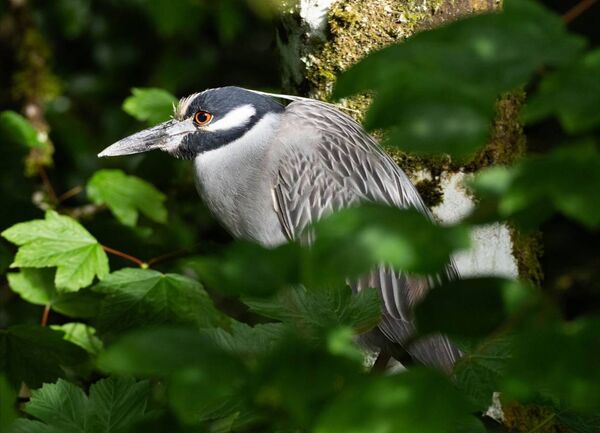 The rare yellow-crowned night heron pictured in Belcarra. Picture: Ger Nee The rare yellow-crowned night heron pictured in Belcarra. Picture: Ger Nee