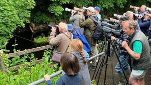 International birdwatchers flock to Mayo village after sighting of rare bird International birdwatchers flock to Mayo village after sighting of rare bird