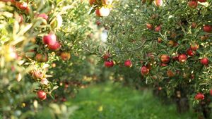 Apples – Eve, Aphrodite and Granny Smith Apples – Eve, Aphrodite and Granny Smith