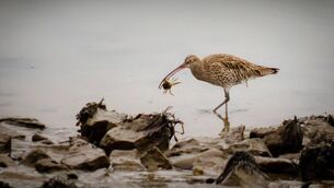 <p>A curlew just after catching a lovely fresh crab for lunch at low tide at Monkstown, Co Cork. This was one of the winners in the Irish Examiner's photographic competition in 2022. Picture: Brian Fahy</p> <p>A curlew just after catching a lovely fresh crab for lunch at low tide at Monkstown, Co Cork. This was one of the winners in the Irish Examiner's photographic competition in 2022. Picture: Brian Fahy</p>
