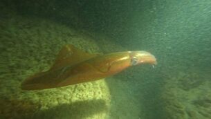 <p>A picture of the squid sighting in Kilcummin.</p> <p>A picture of the squid sighting in Kilcummin.</p>