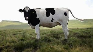 Carlow woman seriously injured in Dubai after falling two storeys from yacht Carlow woman seriously injured in Dubai after falling two storeys from yacht