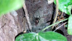 <p>The bite may have come from a 'False Widow Spider', which took up residency in Ireland in recent years. Picture: JP Dunbar/University of Galway</p> <p>The bite may have come from a 'False Widow Spider', which took up residency in Ireland in recent years. Picture: JP Dunbar/University of Galway</p>