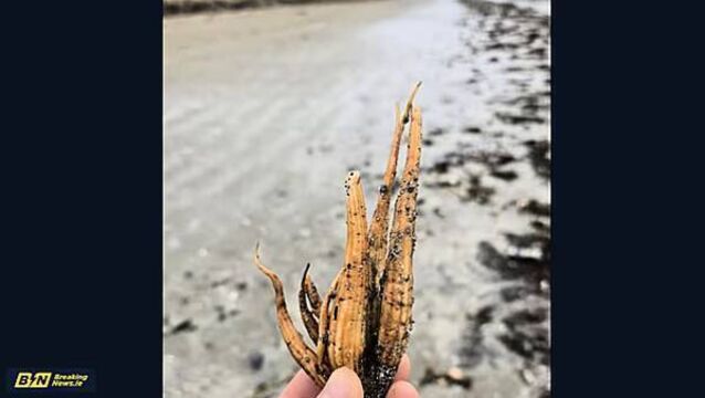 Potentially fatal toxic plant washes up on Irish beaches Potentially fatal toxic plant washes up on Irish beaches