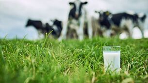 <p>Closeup shot of a glass of milk on a dairy farm with cattle grazing in the background.</p> <p>Closeup shot of a glass of milk on a dairy farm with cattle grazing in the background.</p>