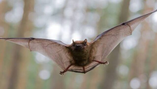 Free event will highlight bat conservation efforts in Mayo Free event will highlight bat conservation efforts in Mayo