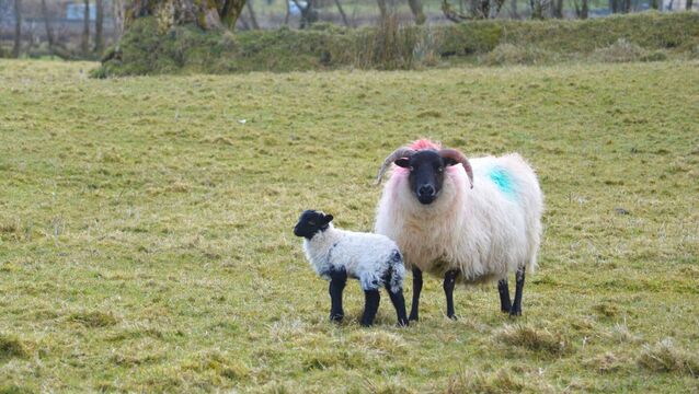 Life lessons learned as a sheep farmer Life lessons learned as a sheep farmer
