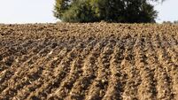 The dreaded chore of picking a field of stones The dreaded chore of picking a field of stones