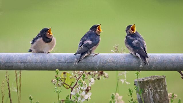Like swallows, the young return to the West Like swallows, the young return to the West