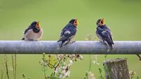 Like swallows, the young return to the West Like swallows, the young return to the West