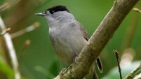 Changing climate brings new garden visitors Changing climate brings new garden visitors