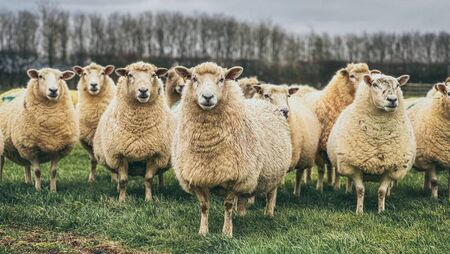 Teagasc National Sheep Conference: Date, times and what's on Teagasc National Sheep Conference: Date, times and what's on