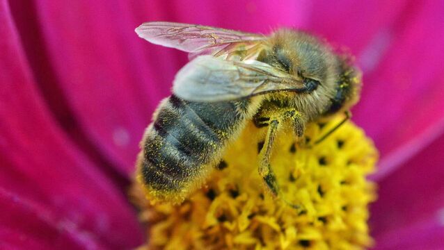 Saving our native Irish honeybee Saving our native Irish honeybee