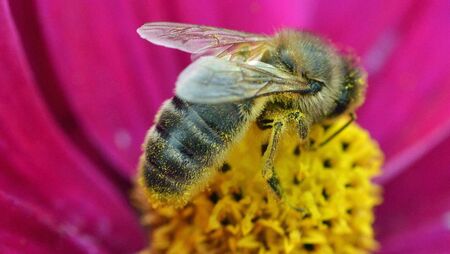 Saving our native Irish honeybee Saving our native Irish honeybee