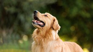 <p>Minister for Agriculture, Food and the Marine, Martin Heydon TD, has issued advice to animal owners in relation to taking care of their animals during the continued spell of high temperatures affecting the country.</p> <p>Minister for Agriculture, Food and the Marine, Martin Heydon TD, has issued advice to animal owners in relation to taking care of their animals during the continued spell of high temperatures affecting the country.</p>
