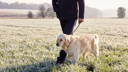 Site is sought for dog park in Mayo town Site is sought for dog park in Mayo town