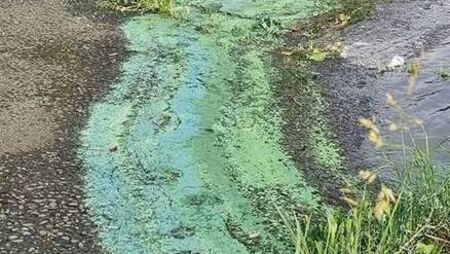 Warning over algal bloom on Mayo lake Warning over algal bloom on Mayo lake