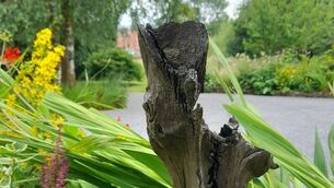 <p>The pieces of bog oak in my garden have come from bogs that have grown steadily and witnessed countless changes over a lengthy period of time.</p> <p>The pieces of bog oak in my garden have come from bogs that have grown steadily and witnessed countless changes over a lengthy period of time.</p>
