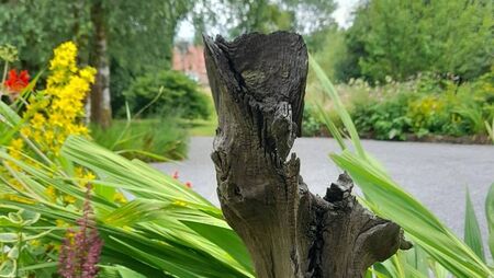 Bog oak – timber from our ancient past Bog oak – timber from our ancient past
