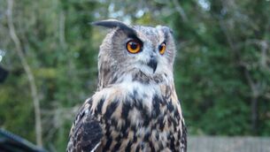 <p>Dingle lived to the great age of 27 and was at the Ireland School of Falconry on the grounds of Ashford Estate since the very beginning </p> <p>Dingle lived to the great age of 27 and was at the Ireland School of Falconry on the grounds of Ashford Estate since the very beginning </p>