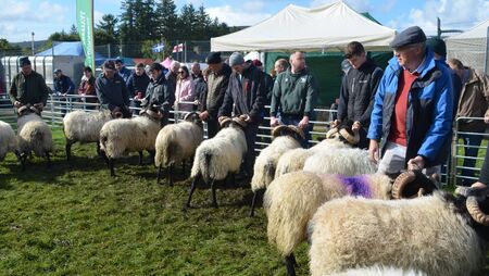 South Sligo community holds annual festival this week South Sligo community holds annual festival this week