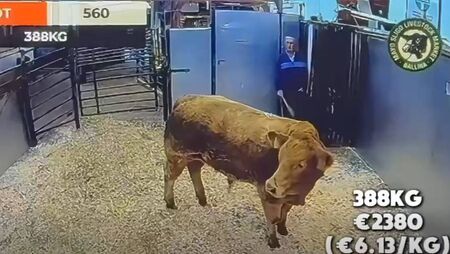 Busy day at first weanling sale of 2026 at Mayo/Sligo mart Busy day at first weanling sale of 2026 at Mayo/Sligo mart