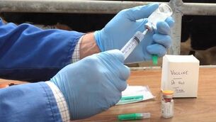 <p>The vaccination of suckler and dairy calves needs to be looked at in the context that cattle values have increased considerably. </p> <p>The vaccination of suckler and dairy calves needs to be looked at in the context that cattle values have increased considerably. </p>
