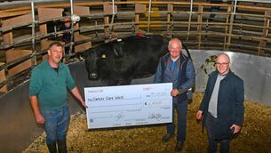 <p>Charity Lot 38, a Belgian Blue in-calf Heifer at the Mayo-Sligo Mart in Ballina, donated by Anthony Gill; in aid of Cancer Care West, was purchased by John Caden from Crossmolina for €6,990 with a further €1000 being donated by the Ballina Mart. From Left: John Caden, Crossmolina, Anthony Gill, Crossmolina & John F Caden, Killala. Picture: John O'Grady.</p> <p>Charity Lot 38, a Belgian Blue in-calf Heifer at the Mayo-Sligo Mart in Ballina, donated by Anthony Gill; in aid of Cancer Care West, was purchased by John Caden from Crossmolina for €6,990 with a further €1000 being donated by the Ballina Mart. From Left: John Caden, Crossmolina, Anthony Gill, Crossmolina & John F Caden, Killala. Picture: John O'Grady.</p>